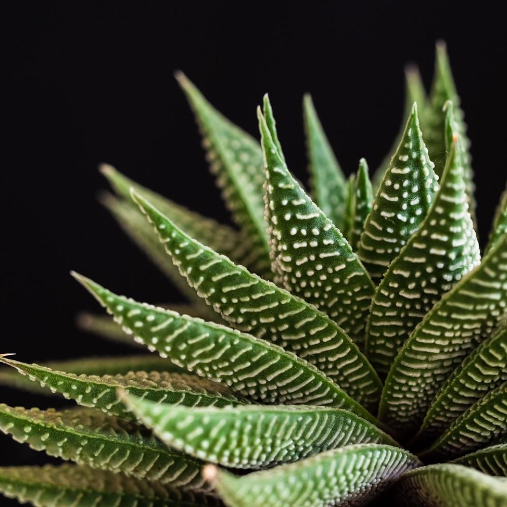 Succulent Workshops
